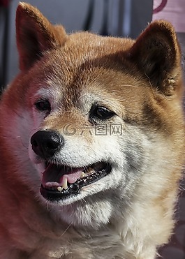 狗,寵物,動物