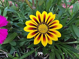 花,黃色,雛菊