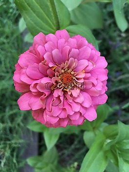 花,百日草,夏天