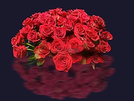 玫瑰,鮮花,開花