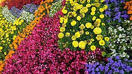公园,鲜花,自然