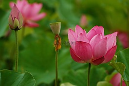 大自然,植物,花