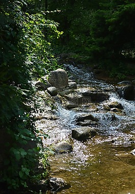 水,性質(zhì),森林