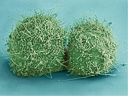 hela細胞,細菌,病毒