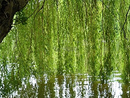 牧场,河,银行