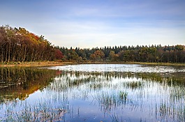 湖,樹,秋