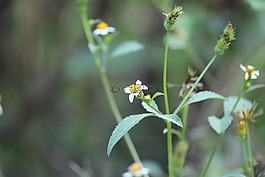 southflower,花,smallflower