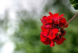 花,紅色,夏天