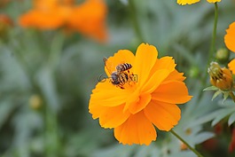 theanpoochi,vandu,花
