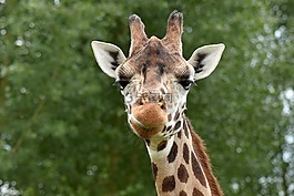 長頸鹿,動(dòng)物,野生動(dòng)物園
