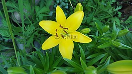 自然,夏天,植物區(qū)系