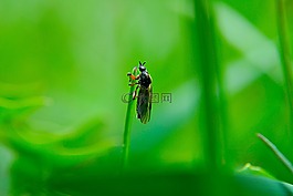 昆蟲,宏,性質(zhì)