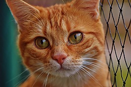 猫,宿醉,红色