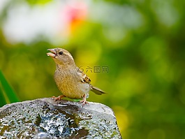 麻雀,鳥,動物