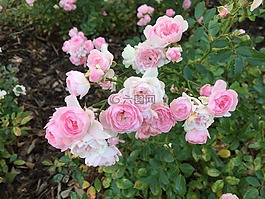 玫瑰,鮮花,粉紅色的玫瑰