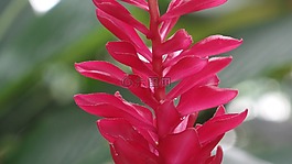 紅色的花,花,花園