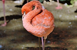 弗拉明戈,鳥,粉紅色