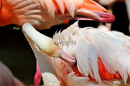 弗拉明戈,鳥,粉紅色