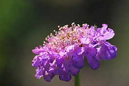 花,自然,植物區(qū)系