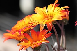 自然,花,夏天
