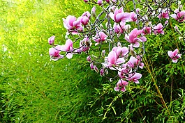 自然,花,植物區(qū)系