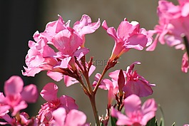 花,映山紅,春天