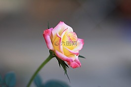 花,自然,植物區(qū)系