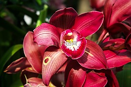 花,植物區(qū)系,自然