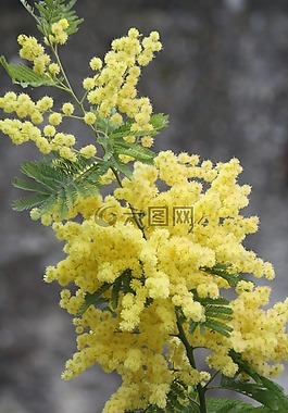 含羞草,花,工廠