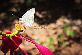 蝴蝶,花卉,翅膀