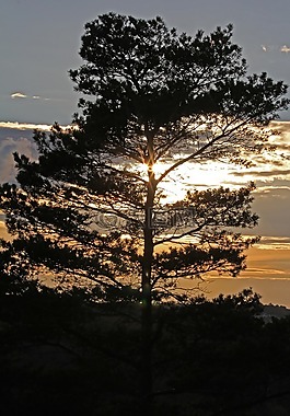 树,松,夕阳