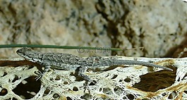 壁虎,偽裝,爬行動(dòng)物