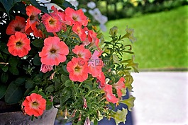 鮮花,粉紅色,黃色