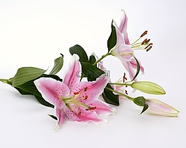 百合,開花,花