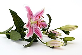 百合,開(kāi)花,花
