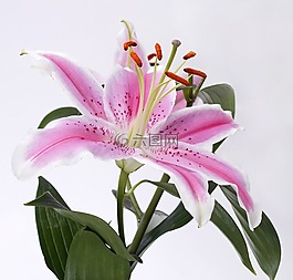 百合,開花,花
