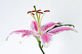 百合,開花,花