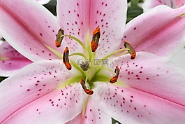 百合,開花,花