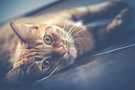 紅色,貓,寵物
