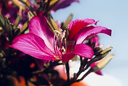 自然,花,植物區(qū)系