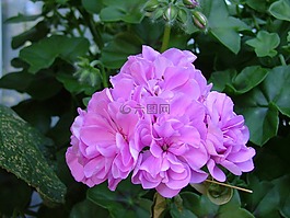玫瑰天竺葵,粉紅色的花,開花