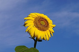 花,向日葵,黃色