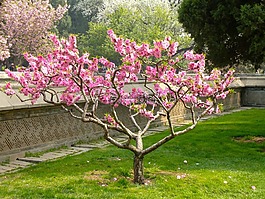 性質(zhì),鮮花,亞洲