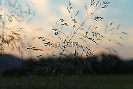草,到了晚上,暮光之城