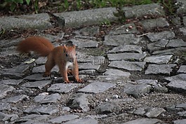 野生動物,動物,動物群