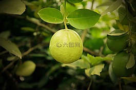 檸檬,樹,自然