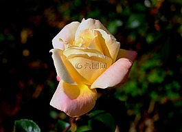 玫瑰,開花,黃色