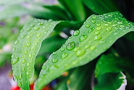 雨,花園,秋天的落葉