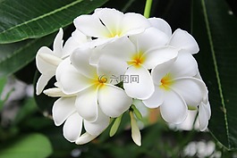花,花園,白色的花