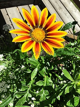 花,黃色,橙色